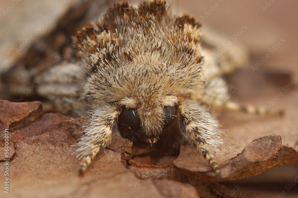 Facial closeup on the hairy Nut-tree Tussock owlet moth, Colocasia coryli sitting on wood