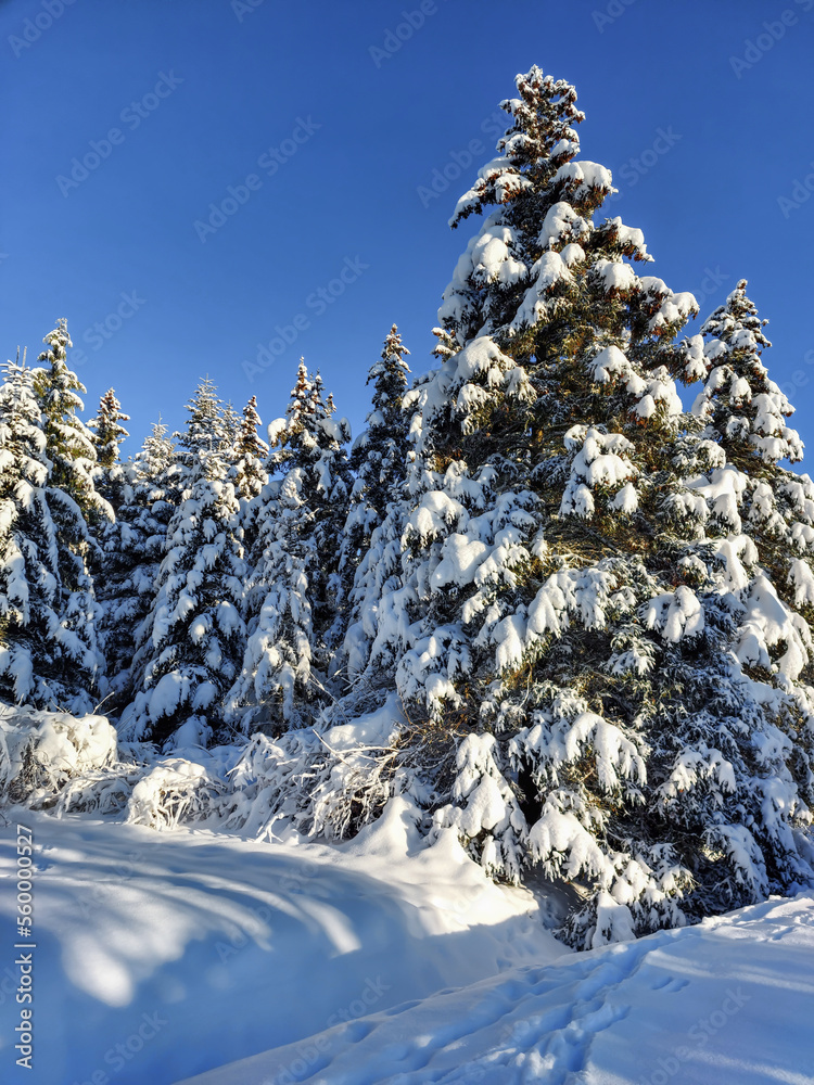 Winter landscape with trees, bushes and vegetation covered with snow after a heavy snowfall on a sunny day. Snowy winter fairytale. Winter landscape Winter landscape with trees, bushes and vegetation covered with snow after a heavy snowfall on a sunny day. Snowy winter fairytale. Winter landscape