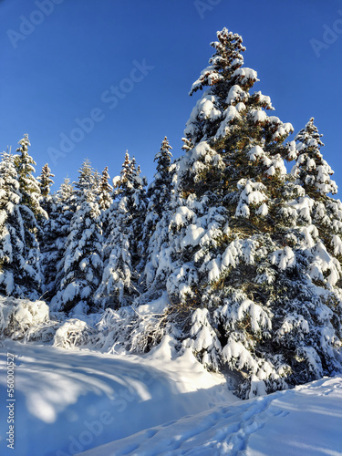 Winter landscape with trees, bushes and vegetation covered with snow after a heavy snowfall on a sunny day. Snowy winter fairytale. Winter landscape