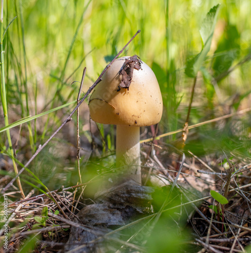 An edible mushroom grows in the grass in the forest.