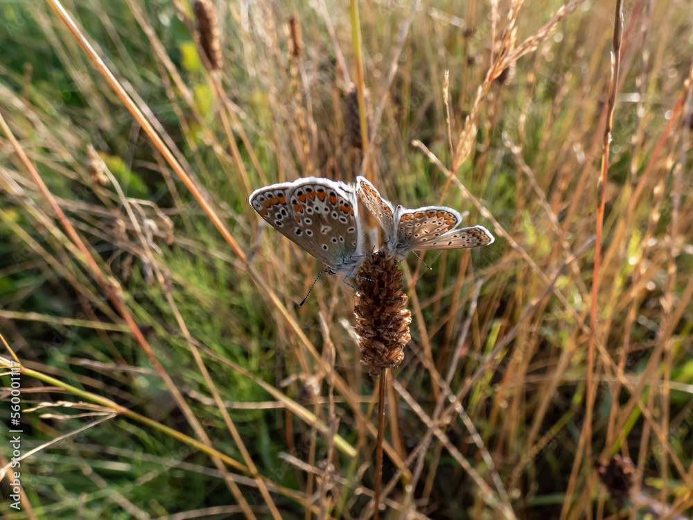 Close-up of two adult Common blue butterflies or European common blues (Polyommatus icarus) sitting together on a plant Close-up of two adult Common blue butterflies or European common blues (Polyommatus icarus) sitting together on a plant