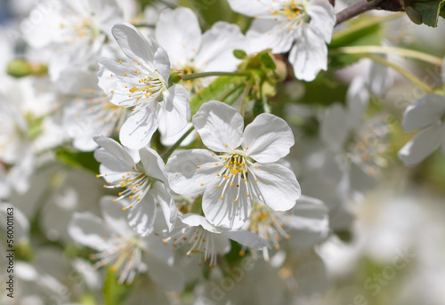 Flowers on a cherry tree in spring.