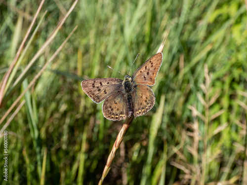 The male of the sooty copper (Lycaena tityrus) black brown with a magnificent metallic green gloss with black spots and with a very thin reddish line before the margin of hindwings