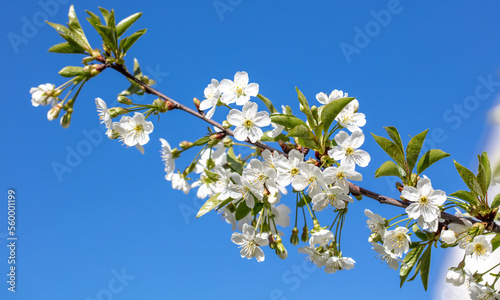 Flowers on a cherry tree against the blue sky in spring.