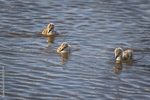 three baby avocets swimming in water photo