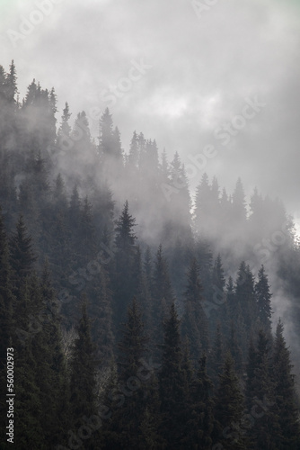 Coniferous forest on a hill in the autumn haze against the backdrop of fog.