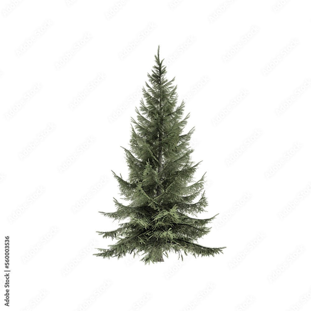 Spruce Siberian isolated on white, 3d rendering of  Spruce Siberian tree PNG transparent, suitable for archiviz visualization, architecture