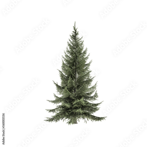 Spruce Siberian isolated on white  3d rendering of  Spruce Siberian tree PNG transparent  suitable for archiviz visualization  architecture