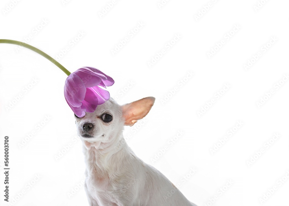 Portrait of a white little Chihuahua breed dog that buried its head in the bud of a purple tulip. White background, studio shooting.