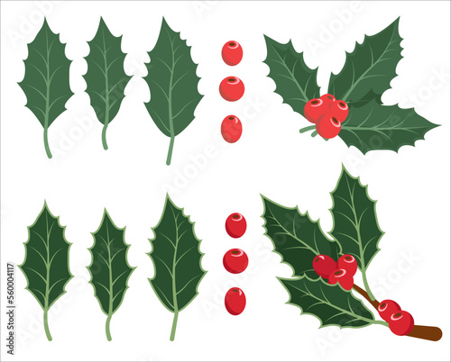 Vector illustration. Leaves and berries of holly isolated on white background. Christmas decor.