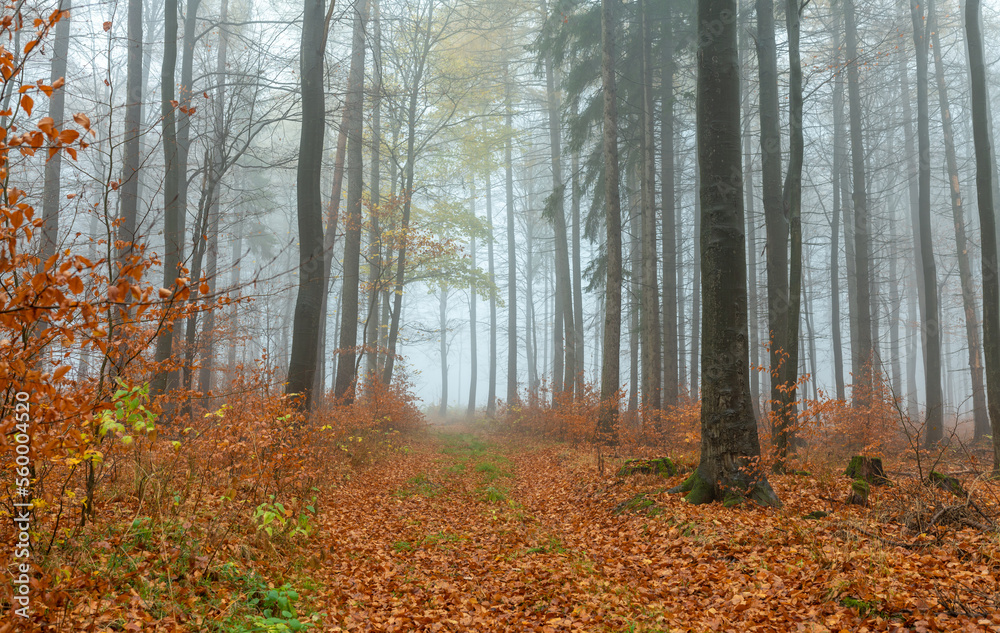 Fototapeta premium Wald im Herbst