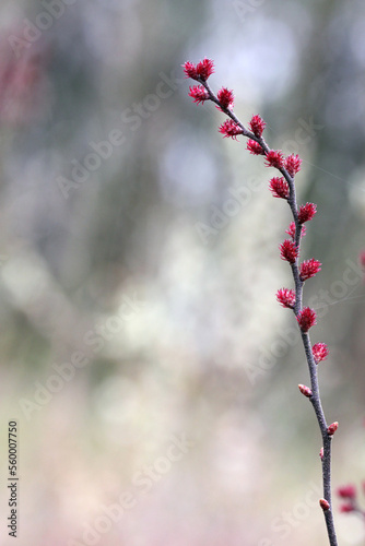 Sweet gale (Myrica gale) female flowers (on female plant) taken in spring, Lithuania