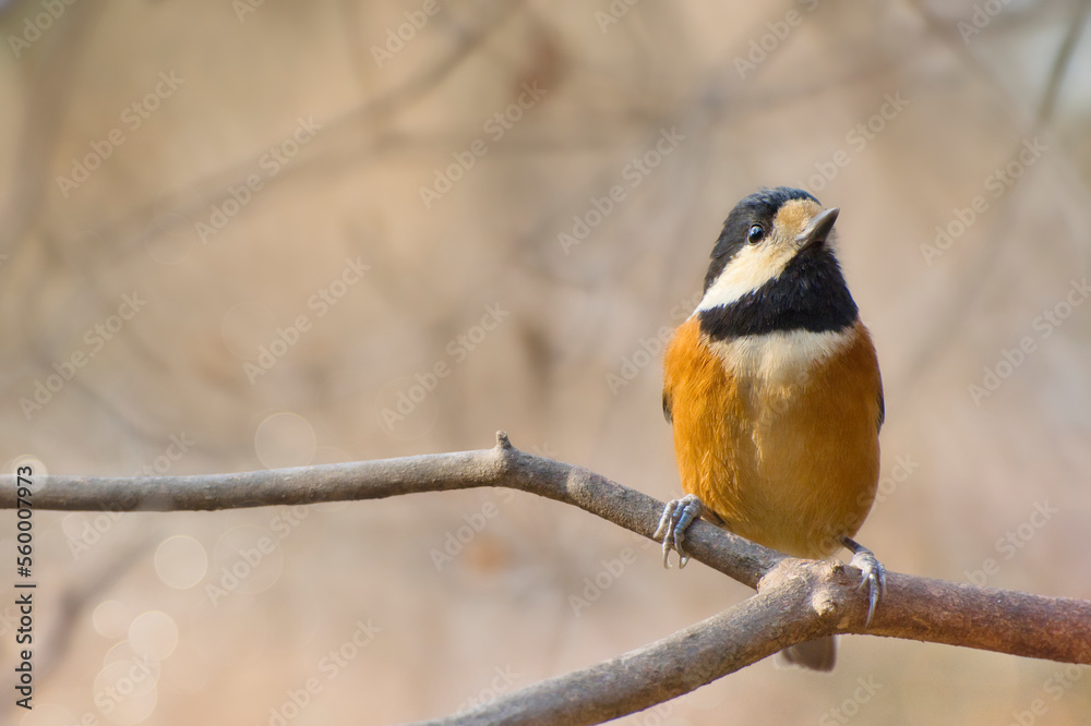 Fototapeta premium Varied tit perching on a tree branch.