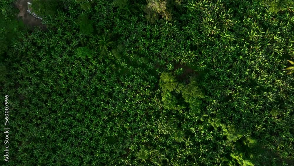 Aerial drone fly view of palm oil plantation at rainforest edge. Deforestation in amazon destroys rain forest for oil palms. High resolution 4k Aerial drone fly view of palm oil plantation at rainforest edge. Deforestation in amazon destroys rain forest for oil palms. High resolution 4k