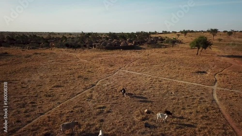 Aerial view of a village of Karamoja, also known as Manyatta or Ere, on a sunny day and surrounded by animals such as cows, in Uganda, Africa. photo