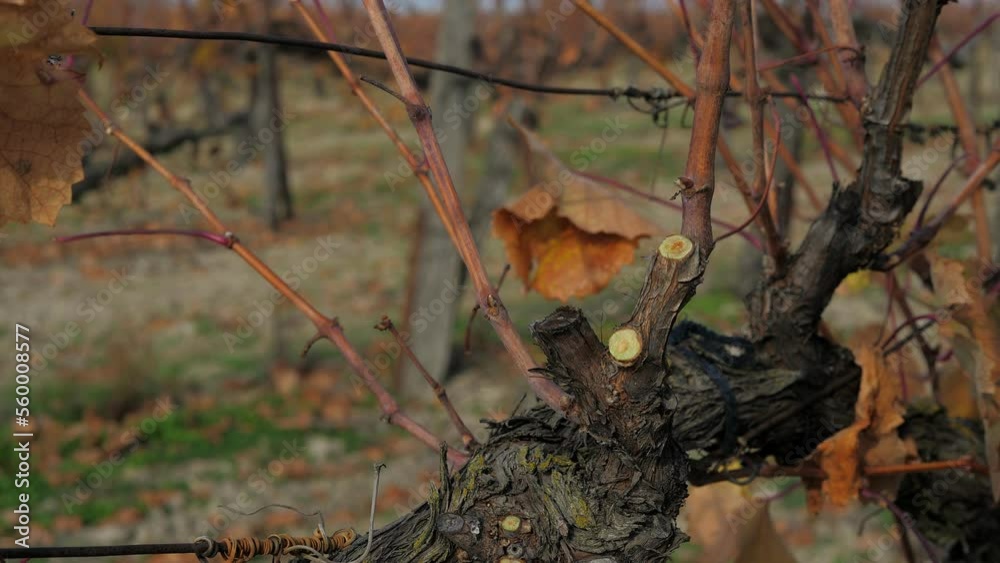 Close-up of a man pruning a vine with a garden pruner in an autumn vineyard. Gardening. Close-up of a man pruning a vine with a garden pruner in an autumn vineyard. Gardening.