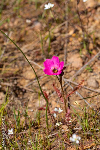 Flower of a small pink form of Drosera cistiflora in natural habitat