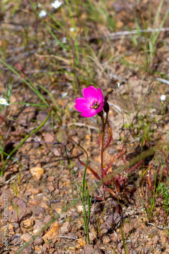 Flower of a small pink form of Drosera cistiflora in natural habitat