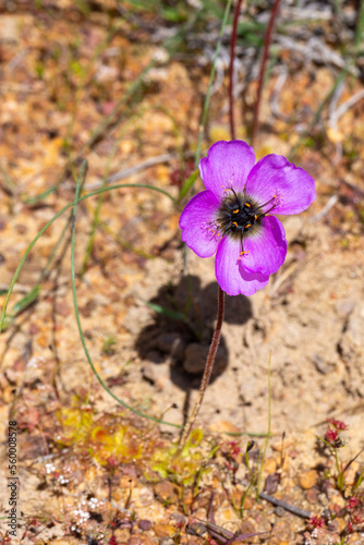 The flower of the carnivorous plant Drosera pauciflora taken in natural habitat near Porterville in the Western Cape of South Africa photo