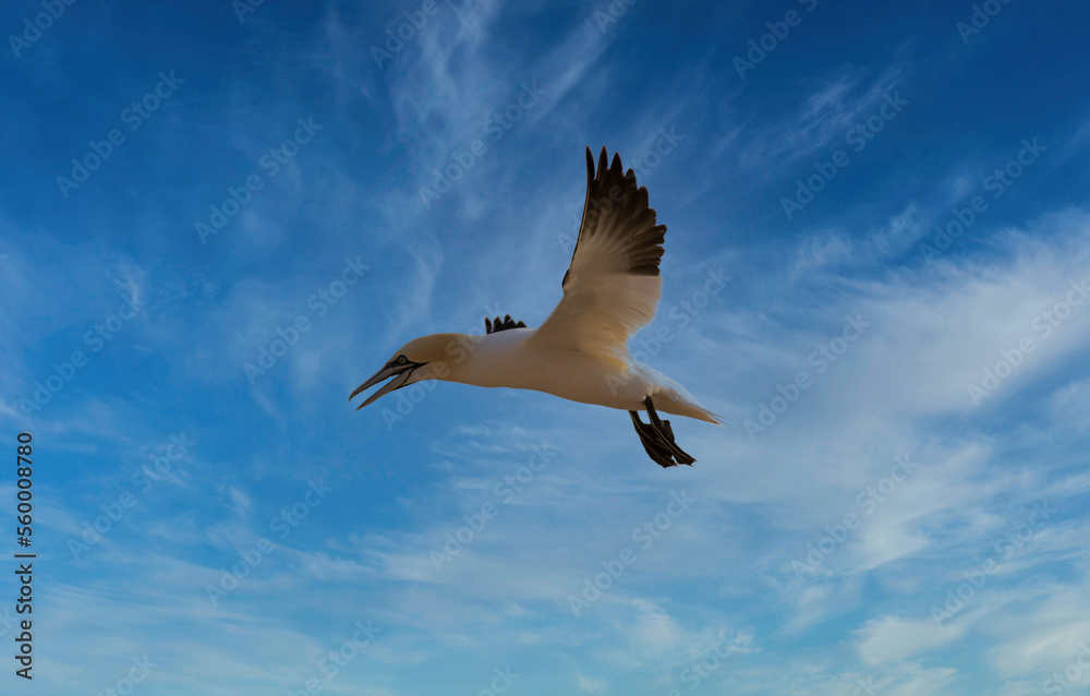 Fototapeta premium Northern Gannet - Morus Bassanus flight over North Sea near island Heligoland. Heligoland is a nature reserve and belongs to Germany.