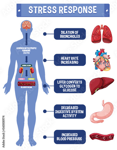 Stress response system scheme