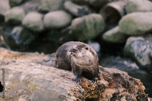 otter on the wood