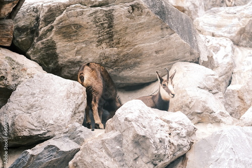 goats on the rocks