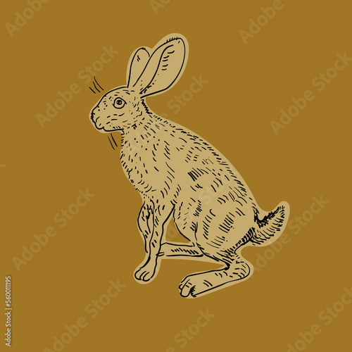 Vector illustration of rabbit, hare