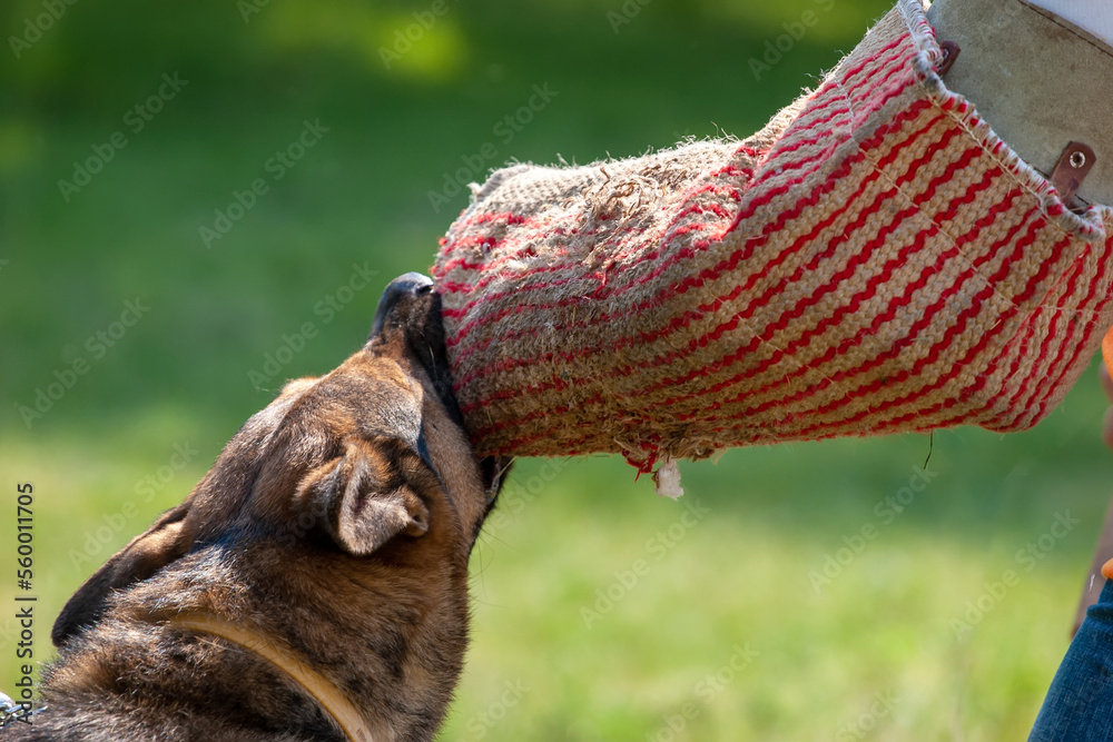 Obraz premium Trained police dog catching the hand of robber