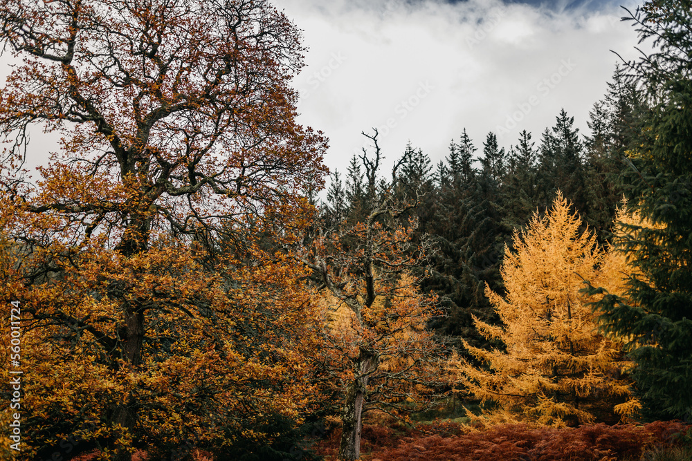 Fototapeta premium Irland Wicklow Mountains Roadtrip