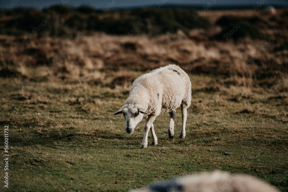 Fototapeta premium Irland Wicklow Mountains Roadtrip