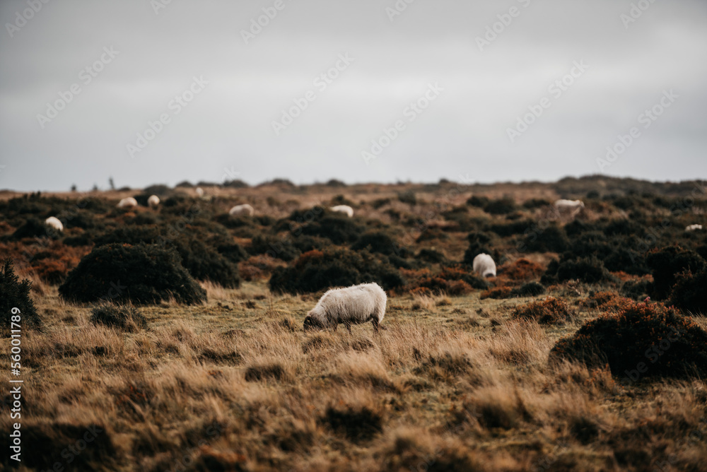 Fototapeta premium Irland Wicklow Mountains Roadtrip