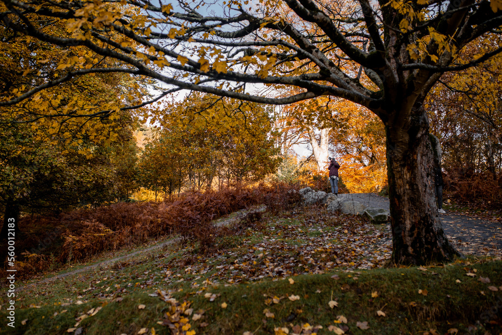 Obraz premium Irland Wicklow Mountains Roadtrip