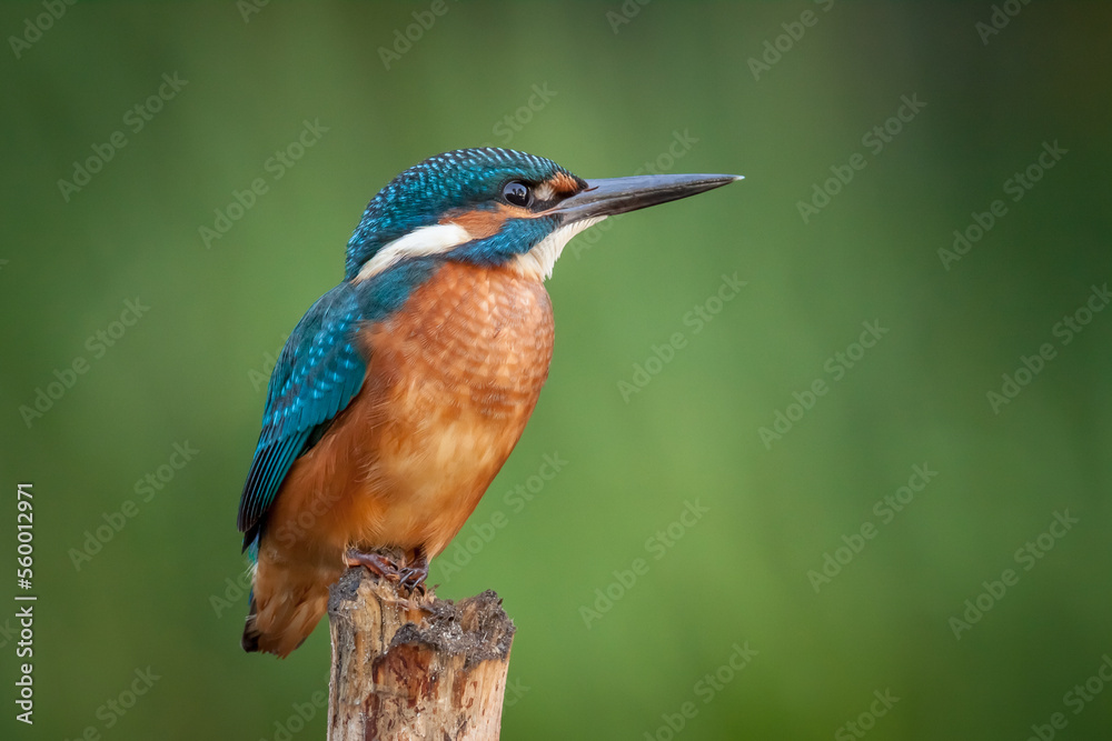 Fototapeta premium kingfisher on the branch