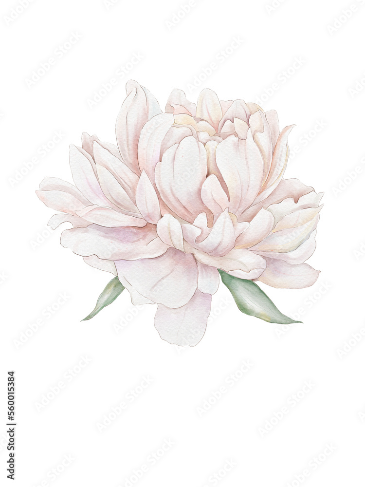 Watercolor graphic peonies. For design fabric, poster or card. Peony flower, green leaves. Wedding concept-flower. For the design of a greeting card or invitation