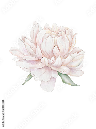 Fototapeta Naklejka Na Ścianę i Meble -  Watercolor graphic peonies. For design fabric, poster or card. Peony flower, green leaves. Wedding concept-flower. For the design of a greeting card or invitation