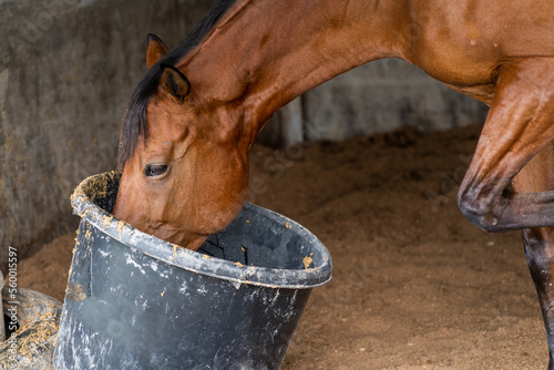 A brown horse drinking from a bucket at a stable