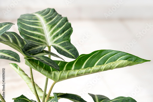 Xanthosoma Lindenii, also known as Caladium Lindenii, and Phyllotaenium Lindenii, a tropical foliage plant from Colombia, unfurling a new leaf photo