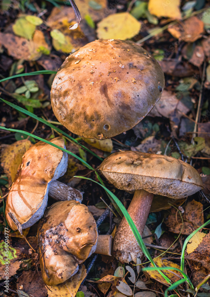 a group of common podberezovik mushrooms growing in the forest. Mushroom picking a group of common podberezovik mushrooms growing in the forest. Mushroom picking
