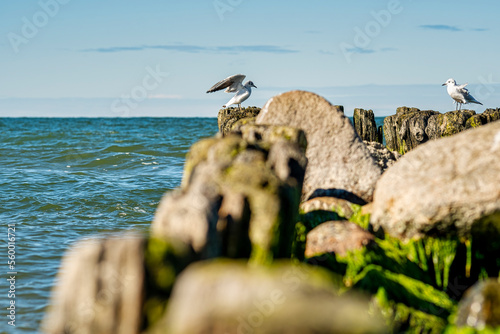 A close-up of stones sticking out of the water on which seagulls sit. Marine background with selective focus.