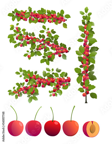 Set of cherry plum tree branches with ripe fruits. Garden plant with edible harvest. Isolated on white background. Branch with foliage and leaves. Vector