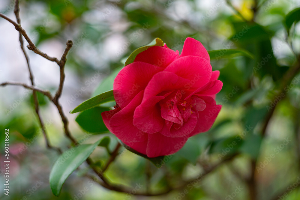 beautiful camellia - in glasshouse close up beautiful camellia - in glasshouse close up