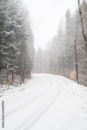 road in winter forest © Francine