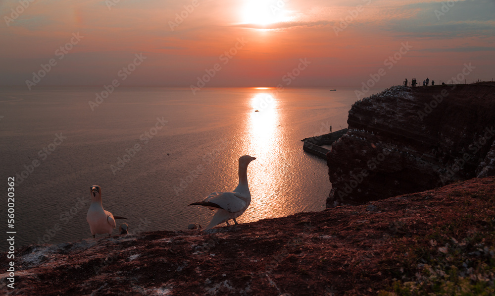 Fototapeta premium Beautiful sunset over North Sea on the Island Heligoland.