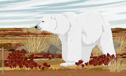 A polar bear in the summer Arctic. Wild animals of the arctic tundra. Realistic vector landscape