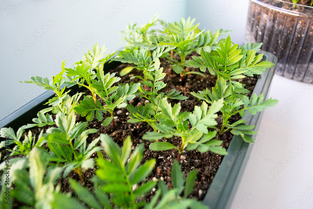 Flower seedlings in plastic pots with soft fuzzy focus Flower seedlings in plastic pots with soft fuzzy focus