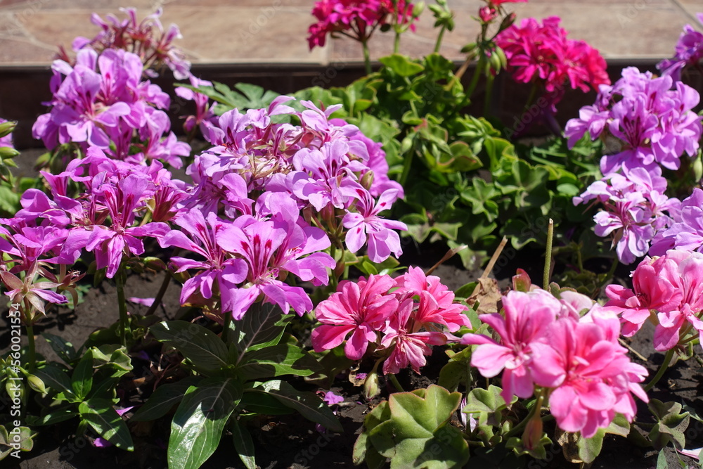 Multiple pink flowers of ivy-leaved pelargonium in July Multiple pink flowers of ivy-leaved pelargonium in July