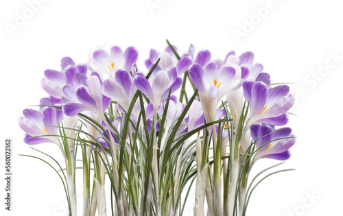 Purple crocus flowers, isolated on transparent background