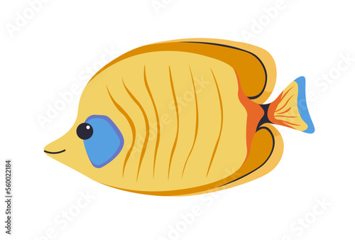 Oscar fish marine and aquatic animal aquarium