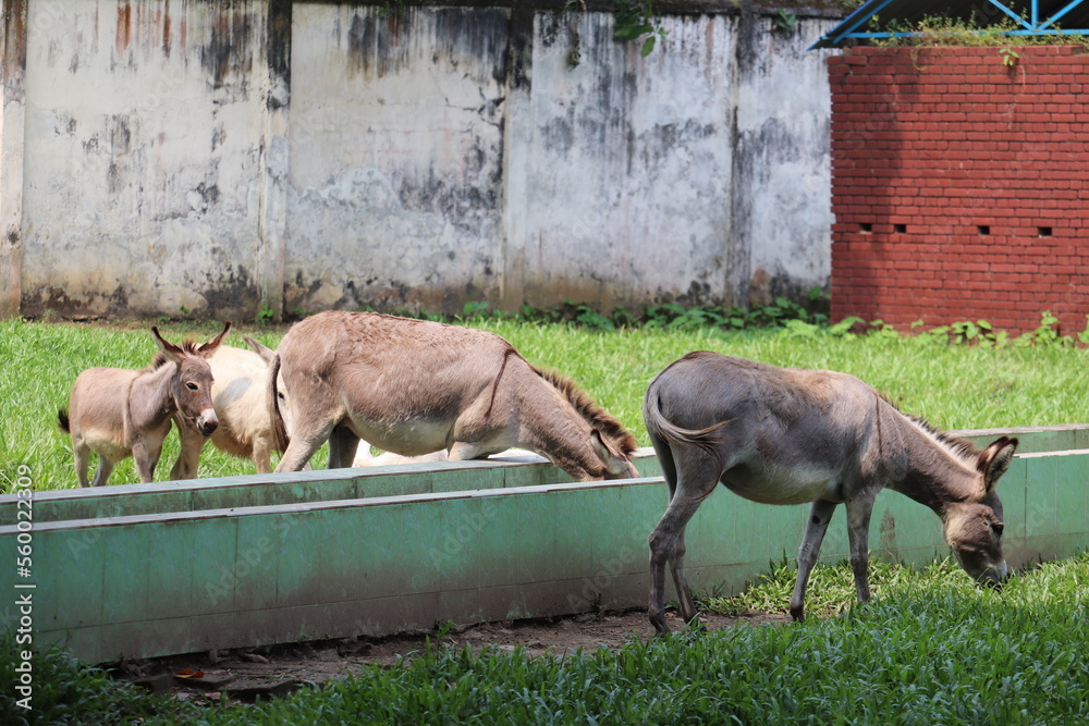A beautiful groupe of donkey's are eating food in the national zoo of Bangladesh A beautiful groupe of donkey's are eating food in the national zoo of Bangladesh